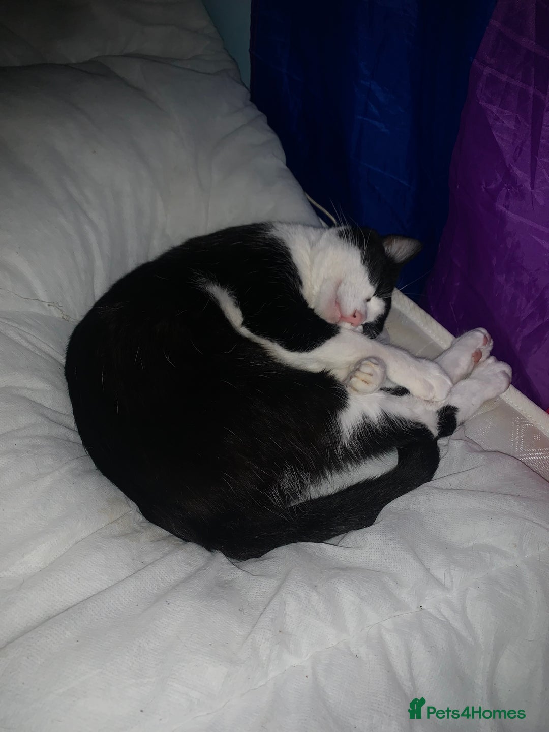 Domestic Shorthair cats for sale: Beans - Image 3