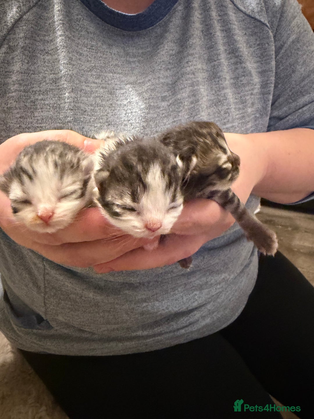 Exotic cats for sale: Beautiful exotic Persian babies - Advert 3