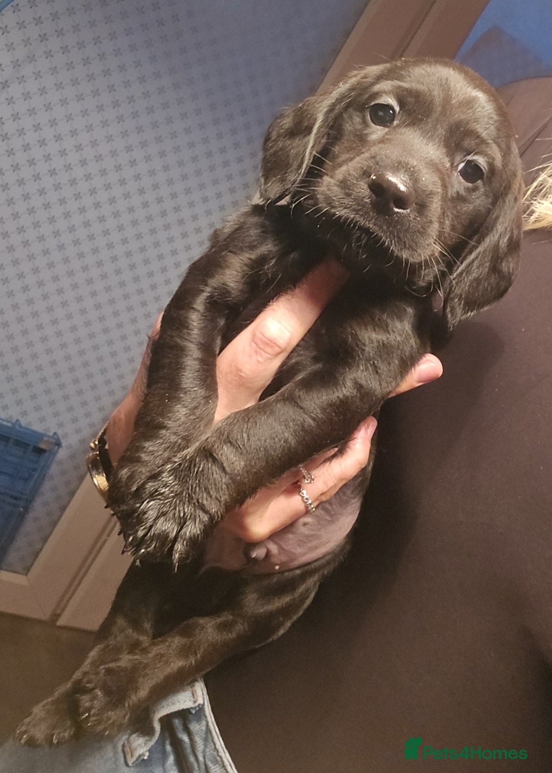 Mixed Breed dogs for sale: Labradoodle x dachshund  - Image 6