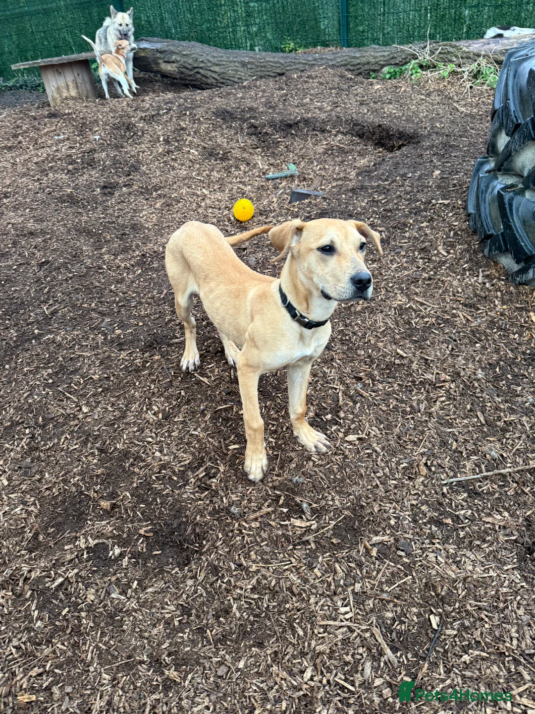 Greyhound dogs for sale: Super sweet and super happy pup - Advert 3