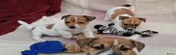 Jack Russell dogs for sale: Pure Jack Russell pups for sale - Advert 15