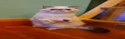 Persian cats for sale: Pedigree Persian and Exotic kitten waiting list  - Advert 5