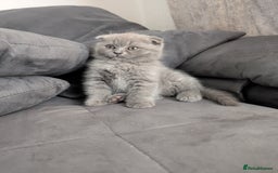 British Longhair cats for sale: British shorthair - Image 1