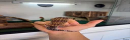 Leopard Gecko reptiles for sale: 2 Female Leopard Geckos + Full Setup  in Southampton - Advert 8