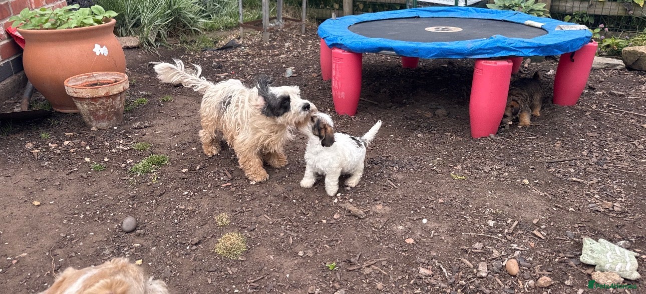 Mixed Breed dogs Only one boy now remaining. Ready from 10th June  - Advert 2
