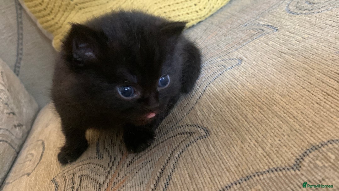 Bombay cats for sale: Kittens - Advert 21