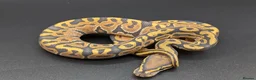 Python Snake reptiles for sale: Range of Royal Pythons - Advert 5