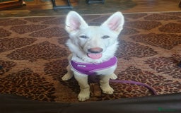 German Shepherd dogs for sale: White german shepard  - Image 3