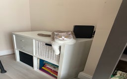 British Shorthair cats for sale: 8 month female BSH kitten- TICA registered - Image 4