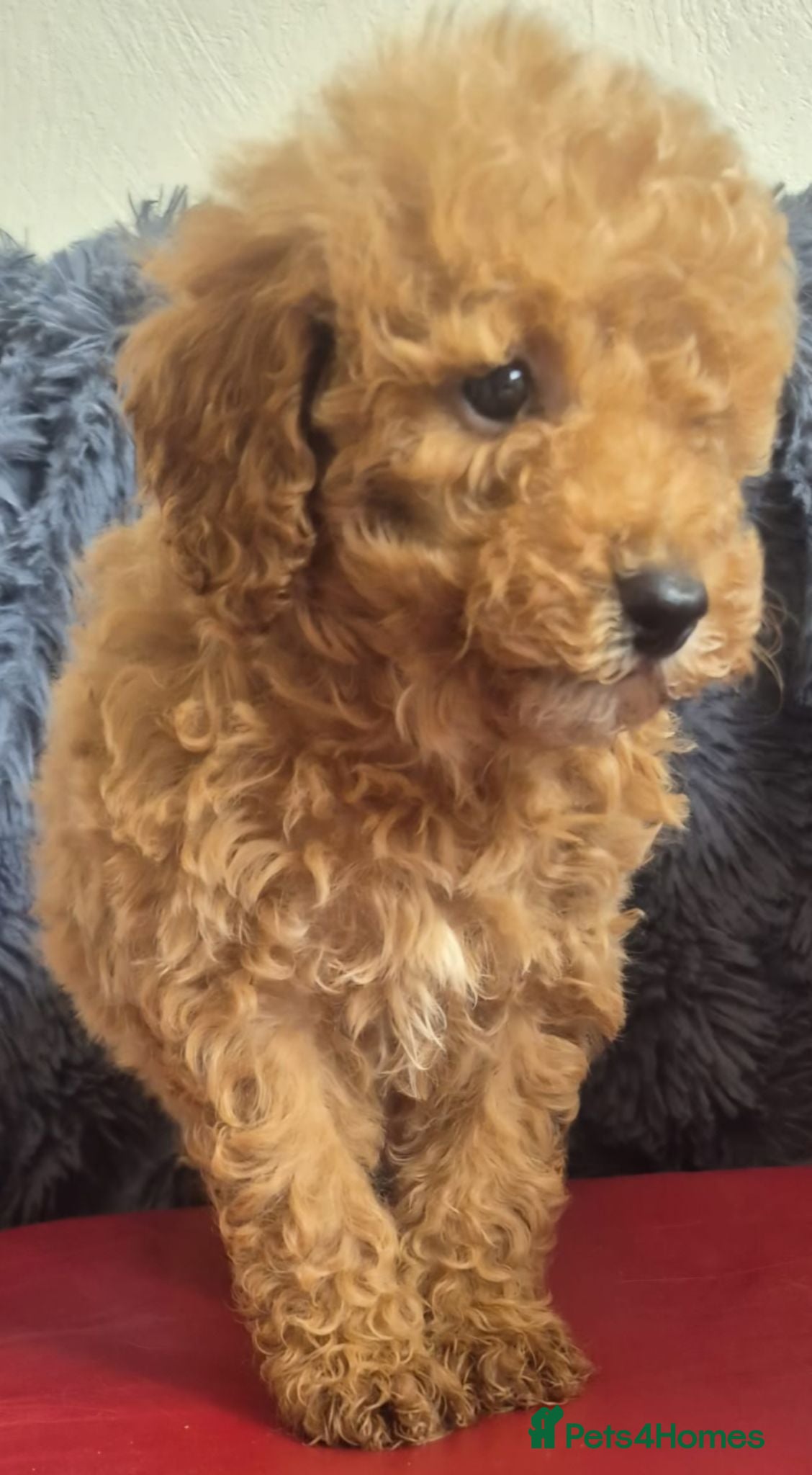 Toy Poodle dogs Toy poodle 🐩 kc registered mum and dad  - Advert 2