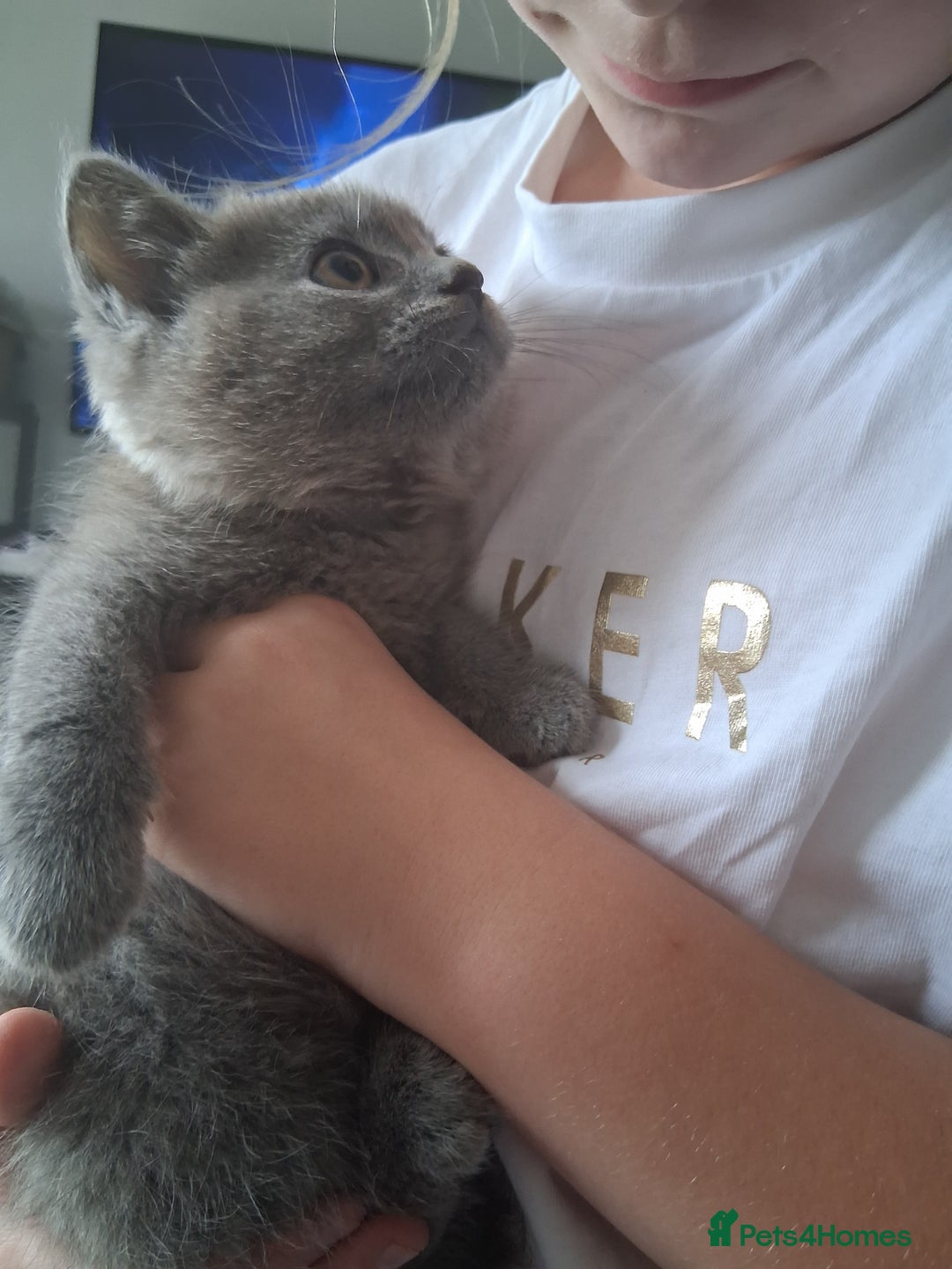 British Shorthair cats for sale: Adorable British short hair Kittens  - Image 18