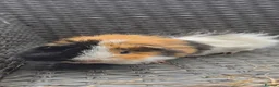 Guinea Pig rodents for sale: Ginipigs  - Advert 3