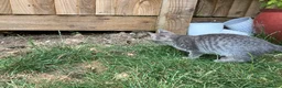 British Shorthair cats for sale: READY NOW British Short Hair x Bengal Kittens - Advert 4