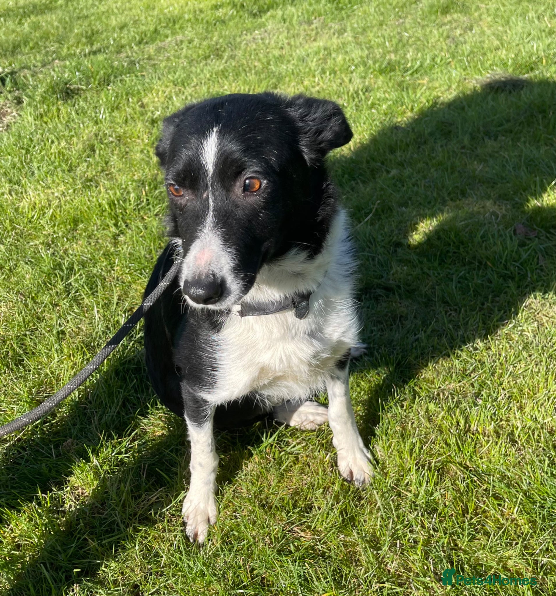 Border Collie dogs Kemi dot  - Advert 1