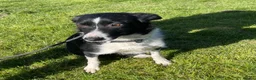 Border Collie dogs for sale: Kemi dot  - Advert 1