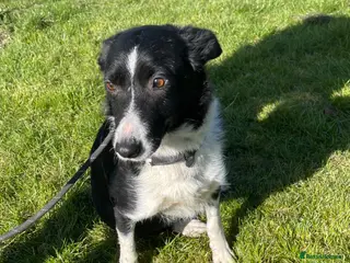 Border Collie dogs Kemi dot - Advert 1