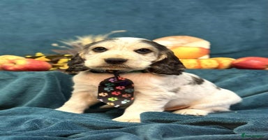 Cocker Spaniel dogs - Advert 12