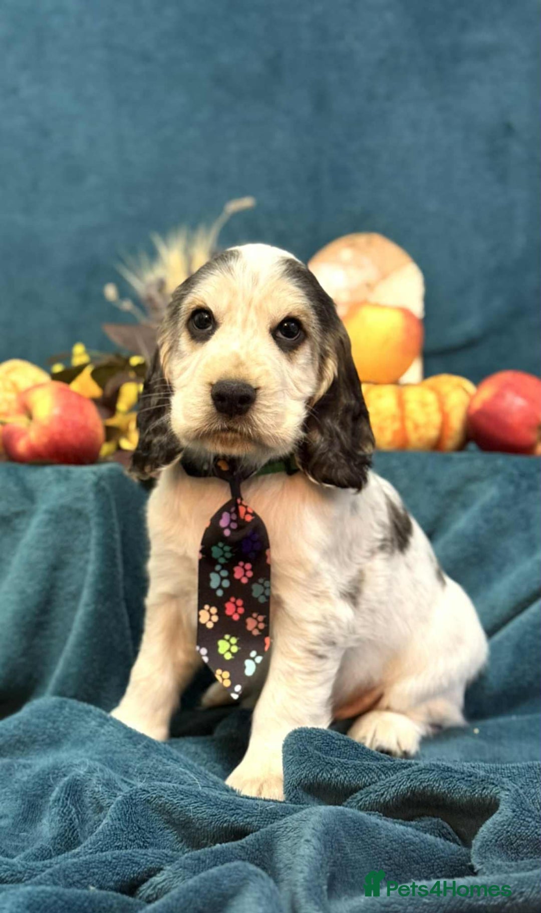 Cocker Spaniel dogs for sale: English Cocker Spaniel puppy KC REG  - Image 5