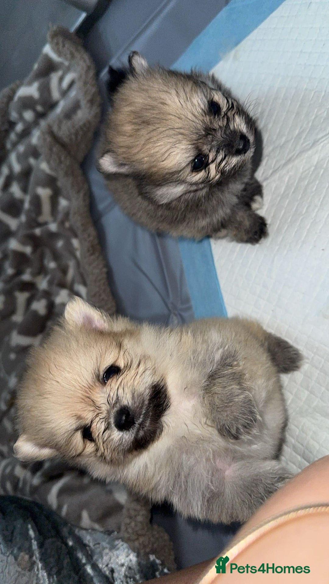 Pomeranian dogs for sale: Pomeranian pups🩵🩷 - Image 17
