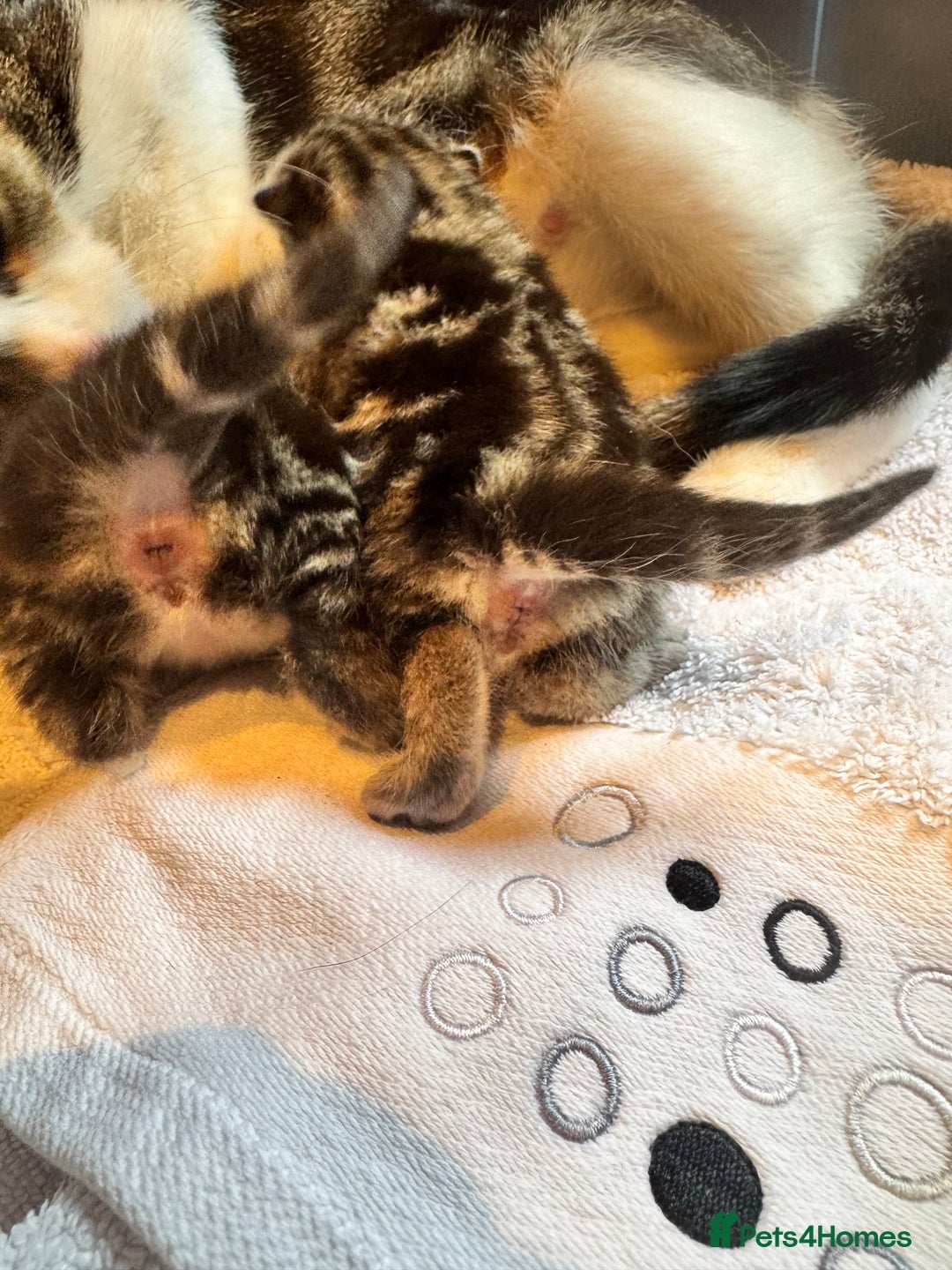 Mixed Breed cats for sale: Stunning  unique kittens  - Image 23