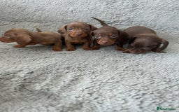 Dachshund dogs for sale: Beautiful dachshund puppies  - Image 4