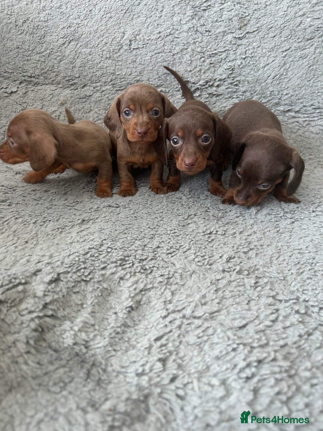 Dachshund dogs for sale: Beautiful dachshund puppies  - Image 4