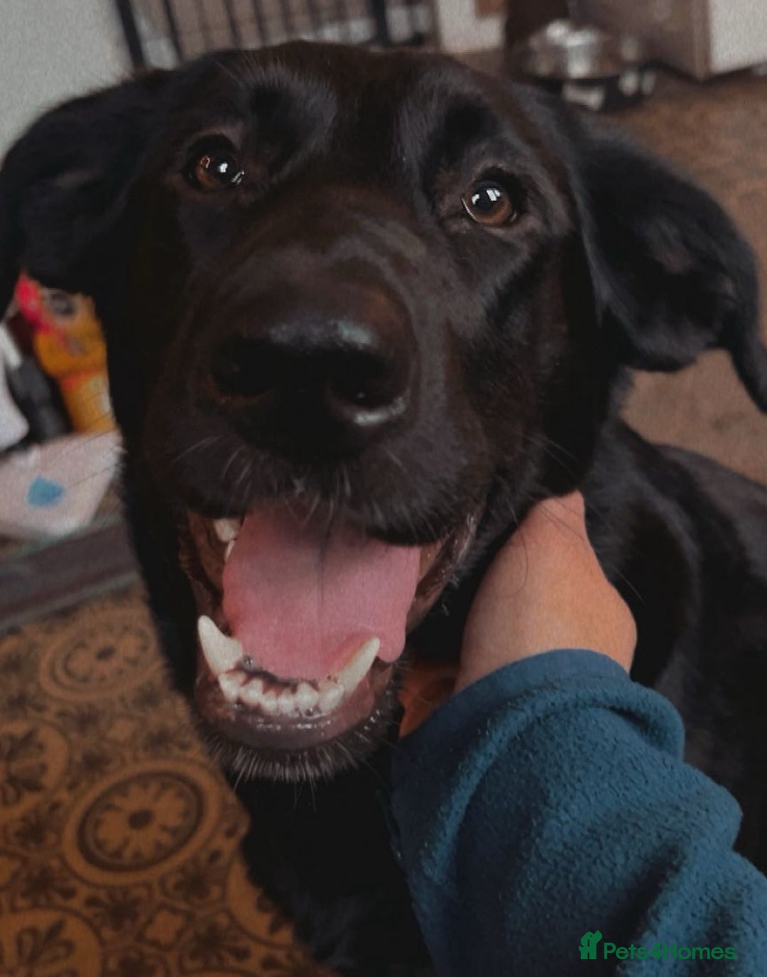 Mixed Breed dogs for sale: Mabel the Sheprador - Advert 4