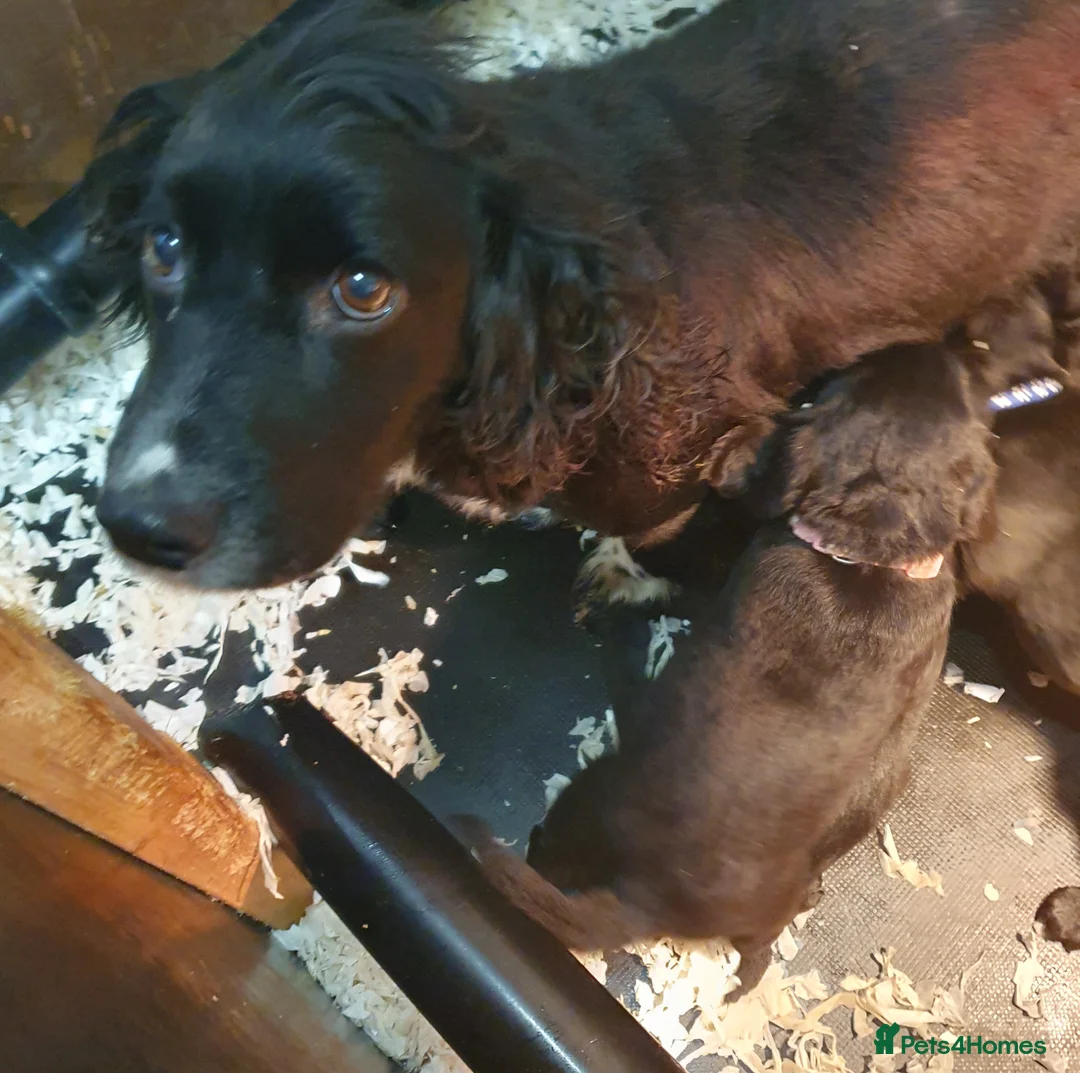 Cockerdor dogs for sale: COCKERDOR  PUPPIES - Advert 4