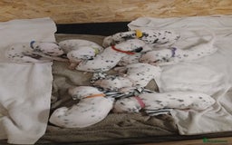 Dalmatian dogs for sale: Pedigree Dalmatian Puppies - Image 9