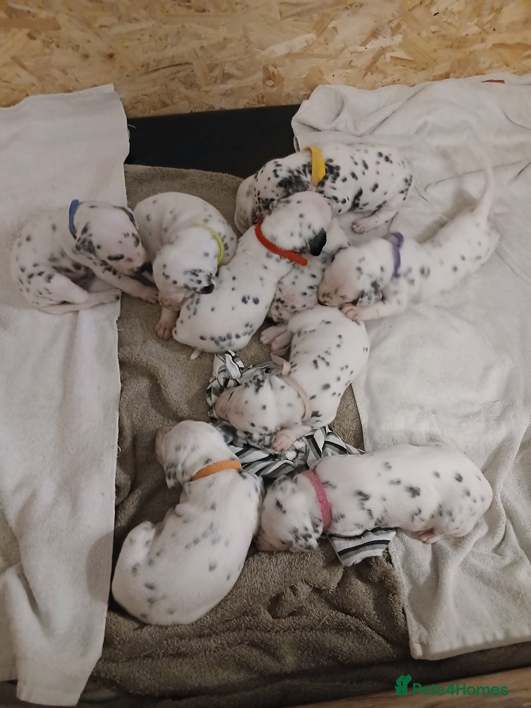 Dalmatian dogs for sale: Pedigree Dalmatian Puppies - Image 9