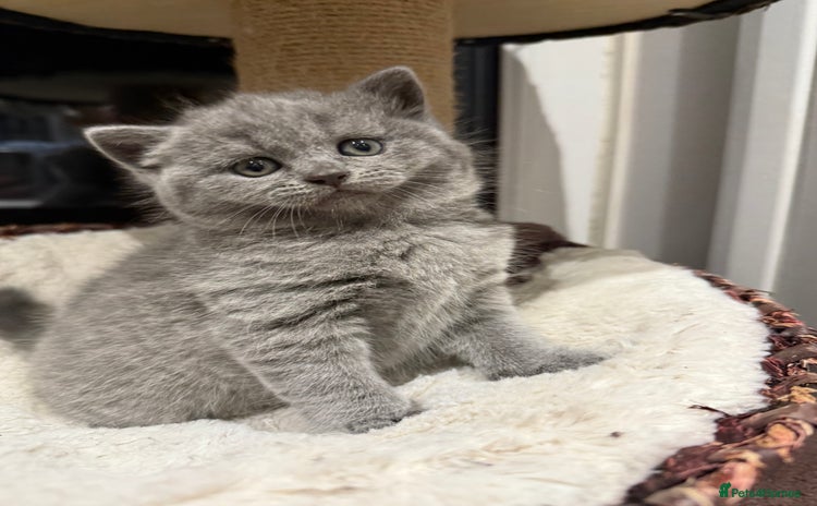 Scottish Fold cats LAST Scottish straight girl left - Advert 9