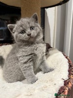 Scottish Fold cats LAST Scottish straight girl left - Advert 12