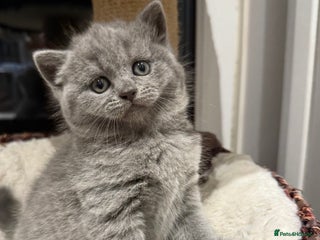 Scottish Fold cats LAST Scottish straight girl left - Advert 11