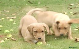 Labrador Retriever dogs for sale: Labrador pups for sale ready now!! - Image 2