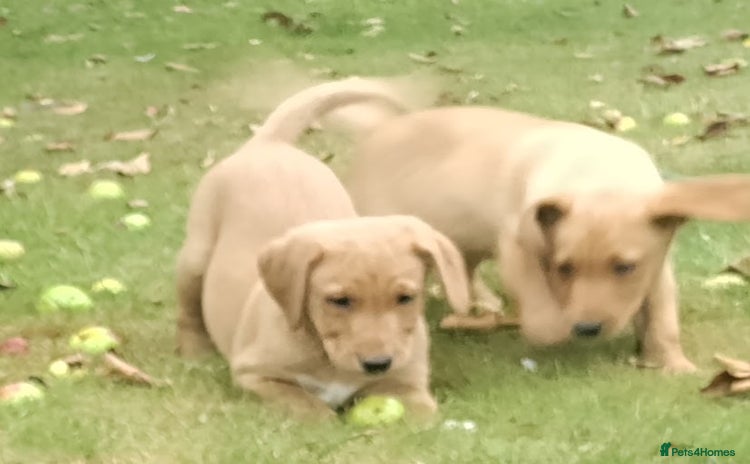 Labrador Retriever dogs - Advert 11