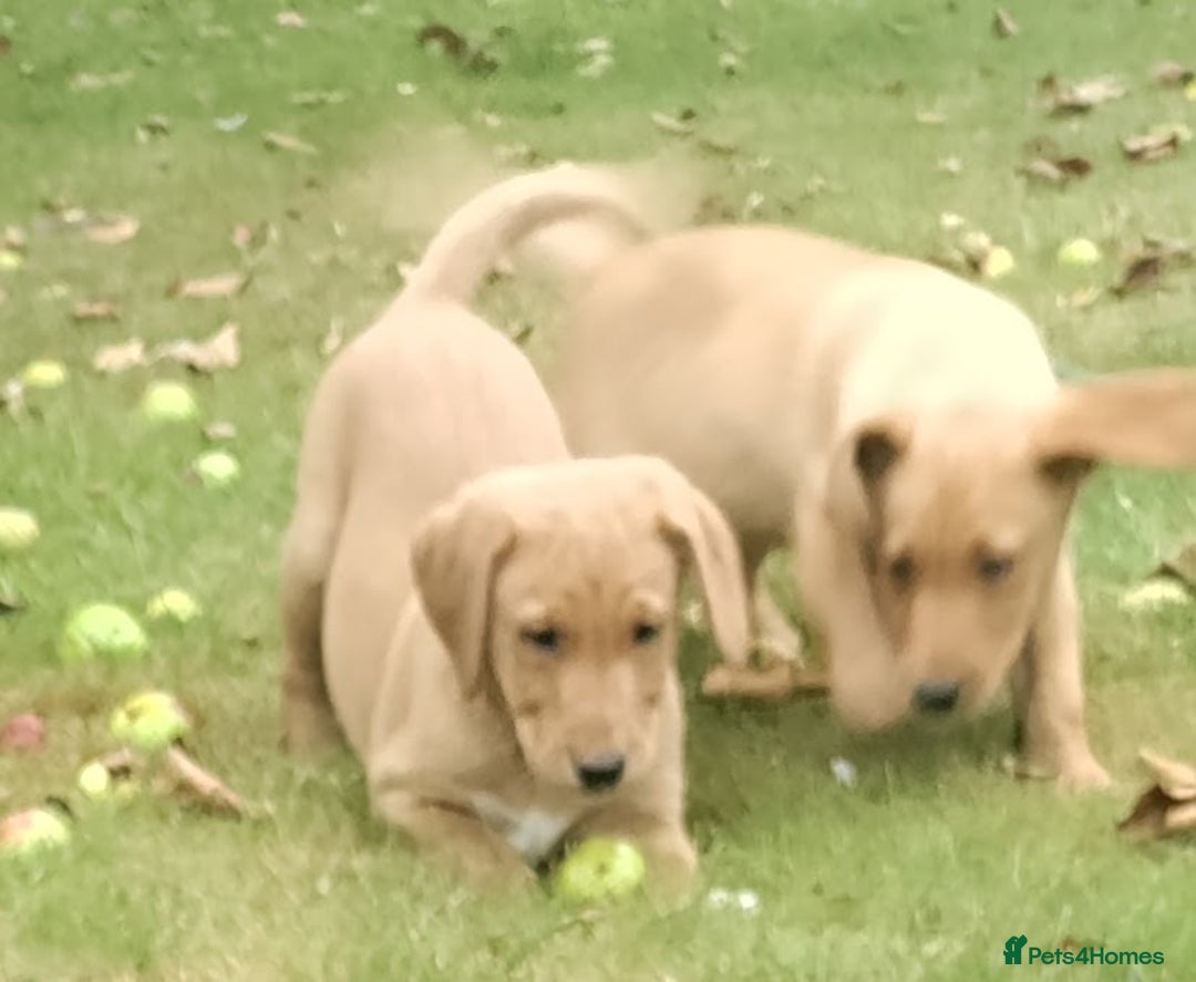 Labrador Retriever dogs for sale: Labrador pups for sale ready now!! - Image 2