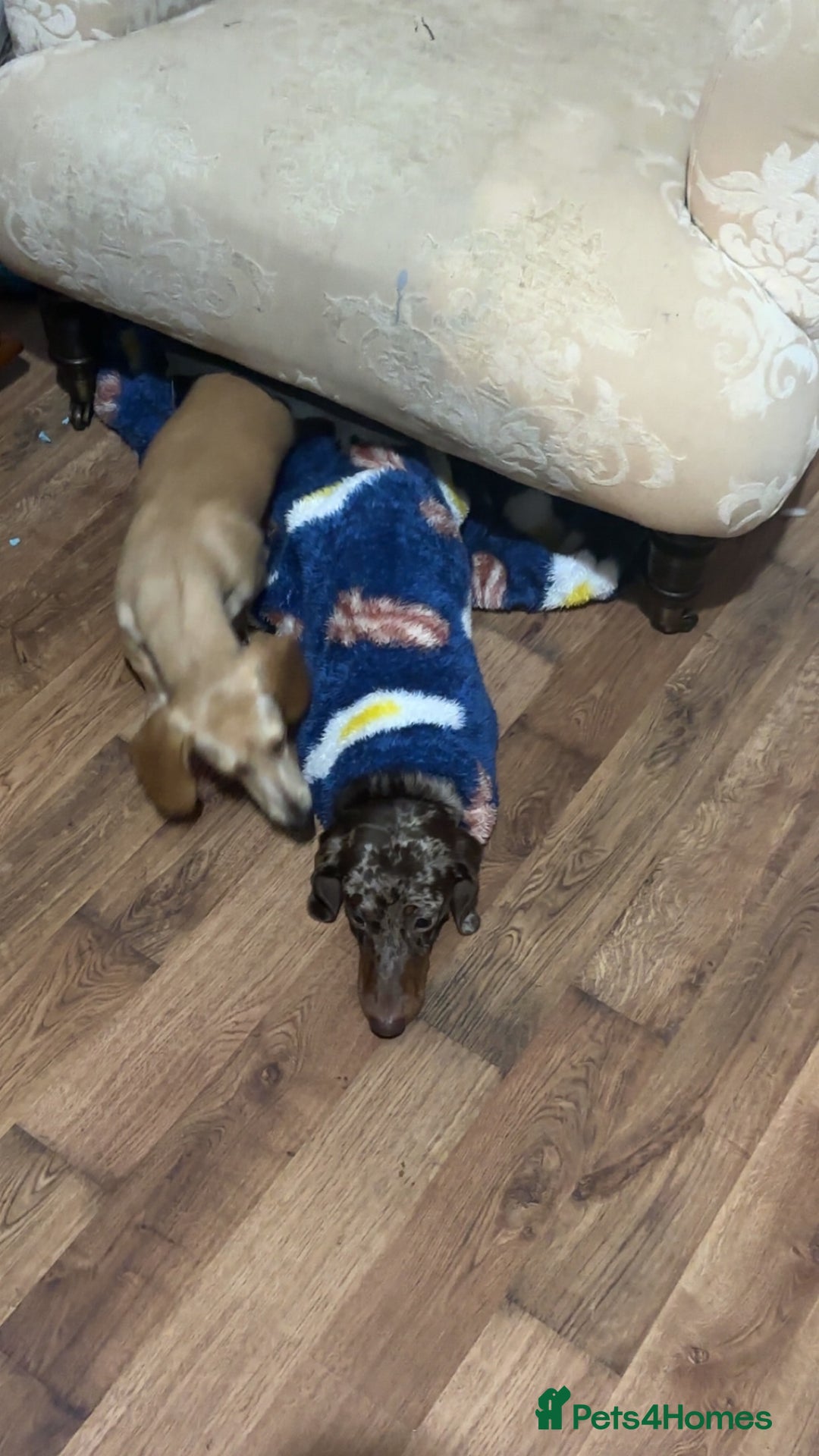 Dachshund dogs for sale: AD CURRENTLY ON HOLD  - Advert 5