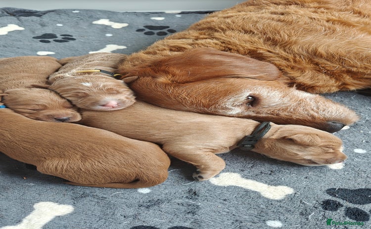 Mixed Breed dogs - Advert 6