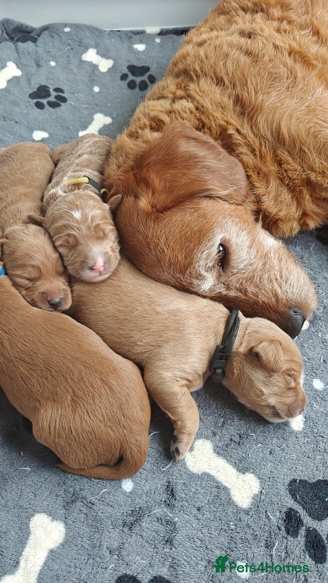 Mixed Breed dogs for sale: ✨Health Tested Australian Labradoodles ✨ - Image 23