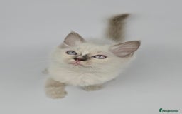Ragdoll cats for sale: 🤍 STUNNING GCCF REGISTERED RAGDOLL KITTENS 🤍🤍 - Image 17