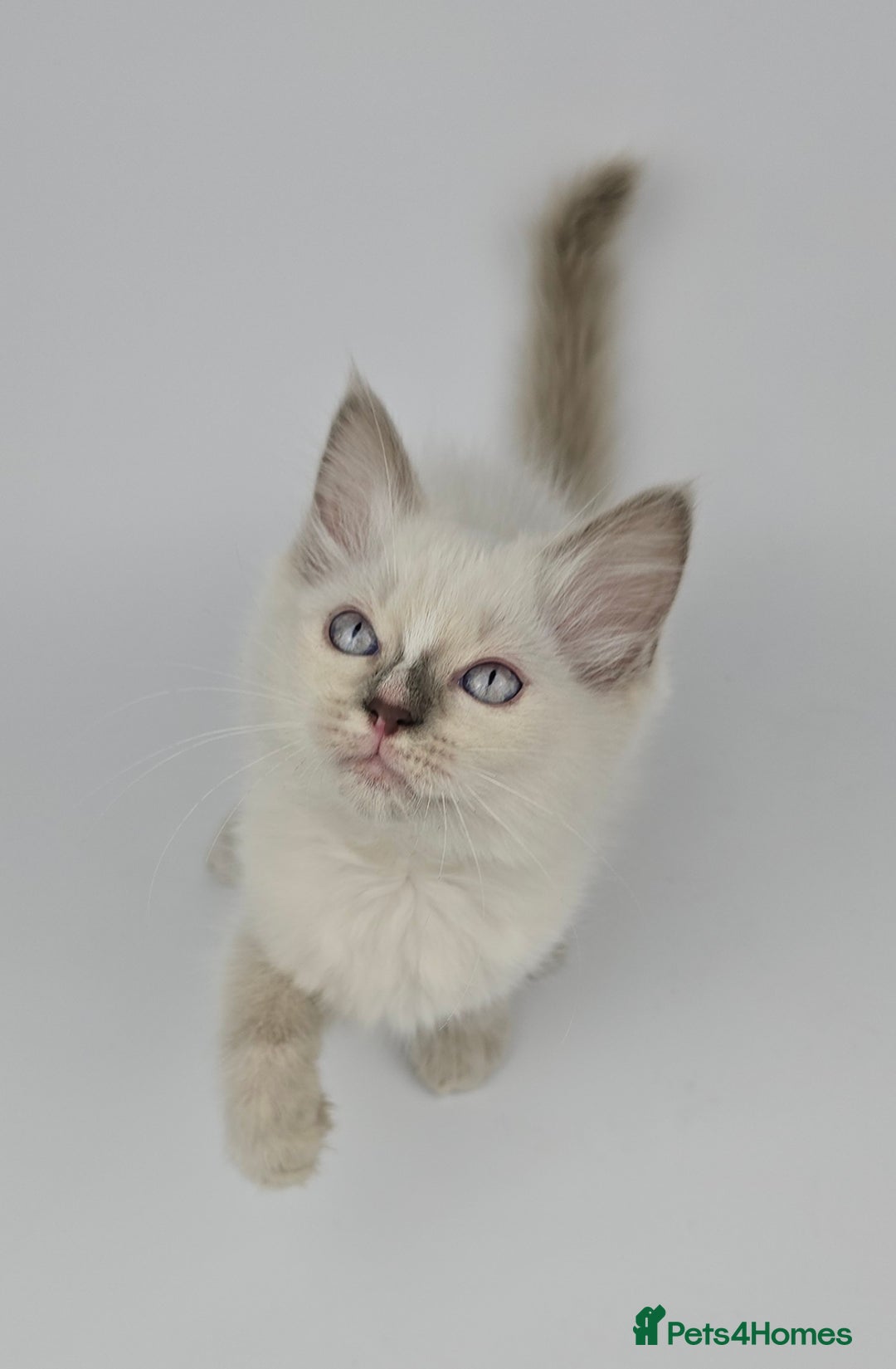Ragdoll cats for sale: 🤍 STUNNING GCCF REGISTERED RAGDOLL KITTENS 🤍🤍 - Image 17