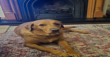 Labrador Retriever dogs - Advert 12