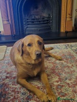 Labrador Retriever dogs - Advert 3