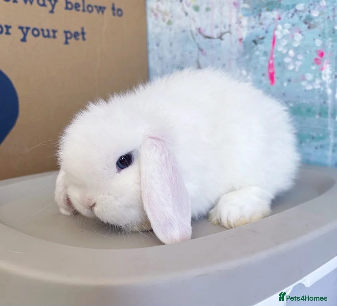 Mini Lop rabbits for sale: Beautiful Mini Lops Available  - Advert 9