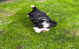 Cavalier King Charles Spaniel dogs for sale: Merlin kennel club Heath tested stunning Tri - Image 3