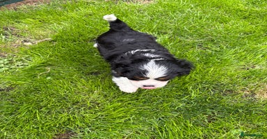 Cavalier King Charles Spaniel dogs - Advert 3