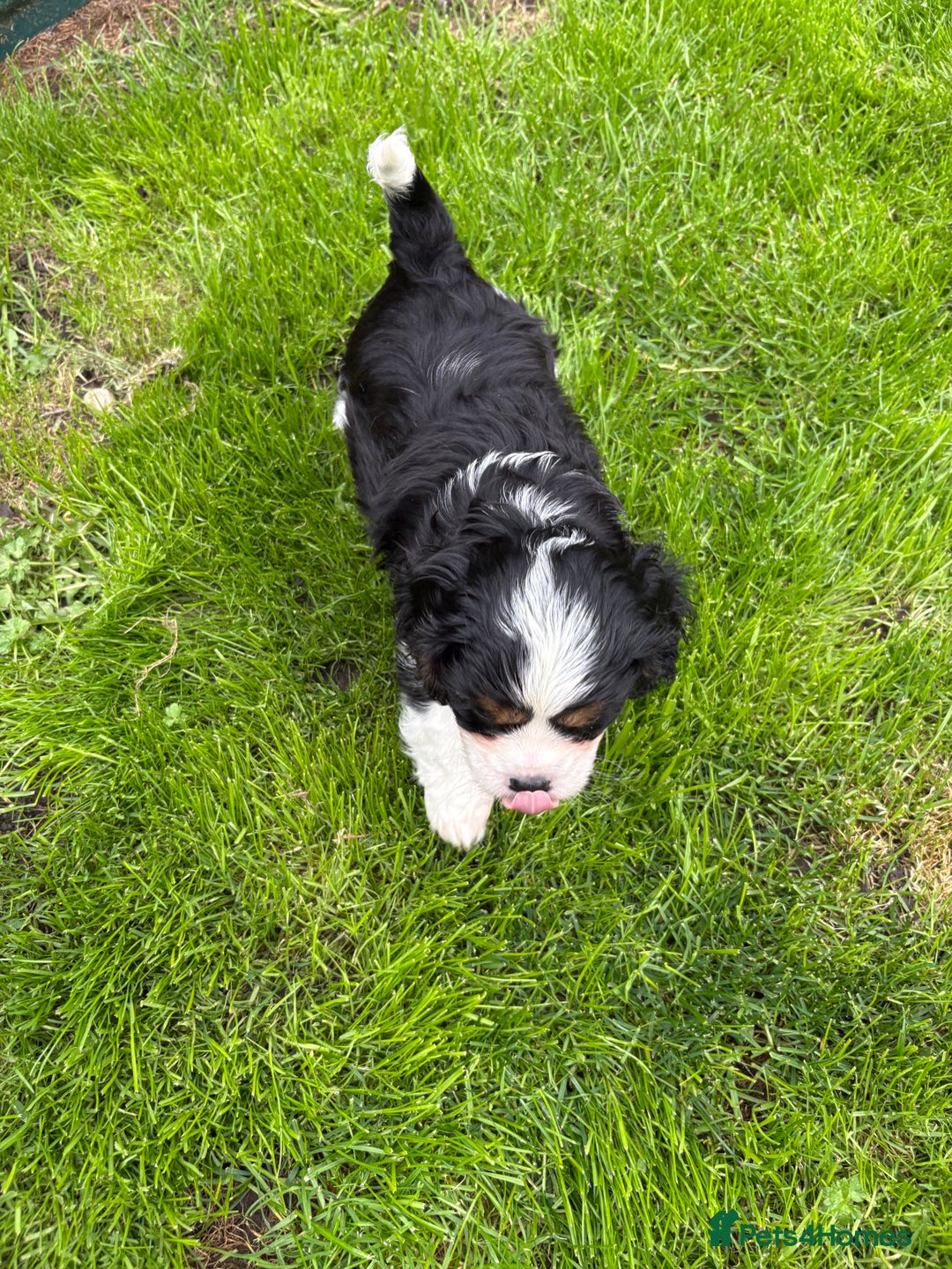 Cavalier King Charles Spaniel dogs for sale: Merlin kennel club Heath tested stunning Tri - Image 3