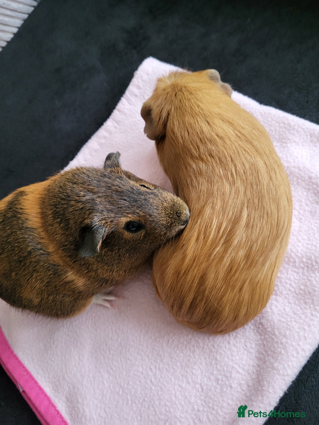 Guinea Pig rodents for sale: Baby girls guinea pigs  - Image 3