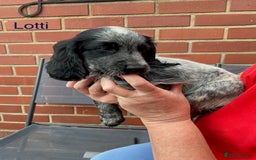 Sprocker dogs for sale: Sprockers 3/4 Cocker spaniel puppies for sale - Image 27