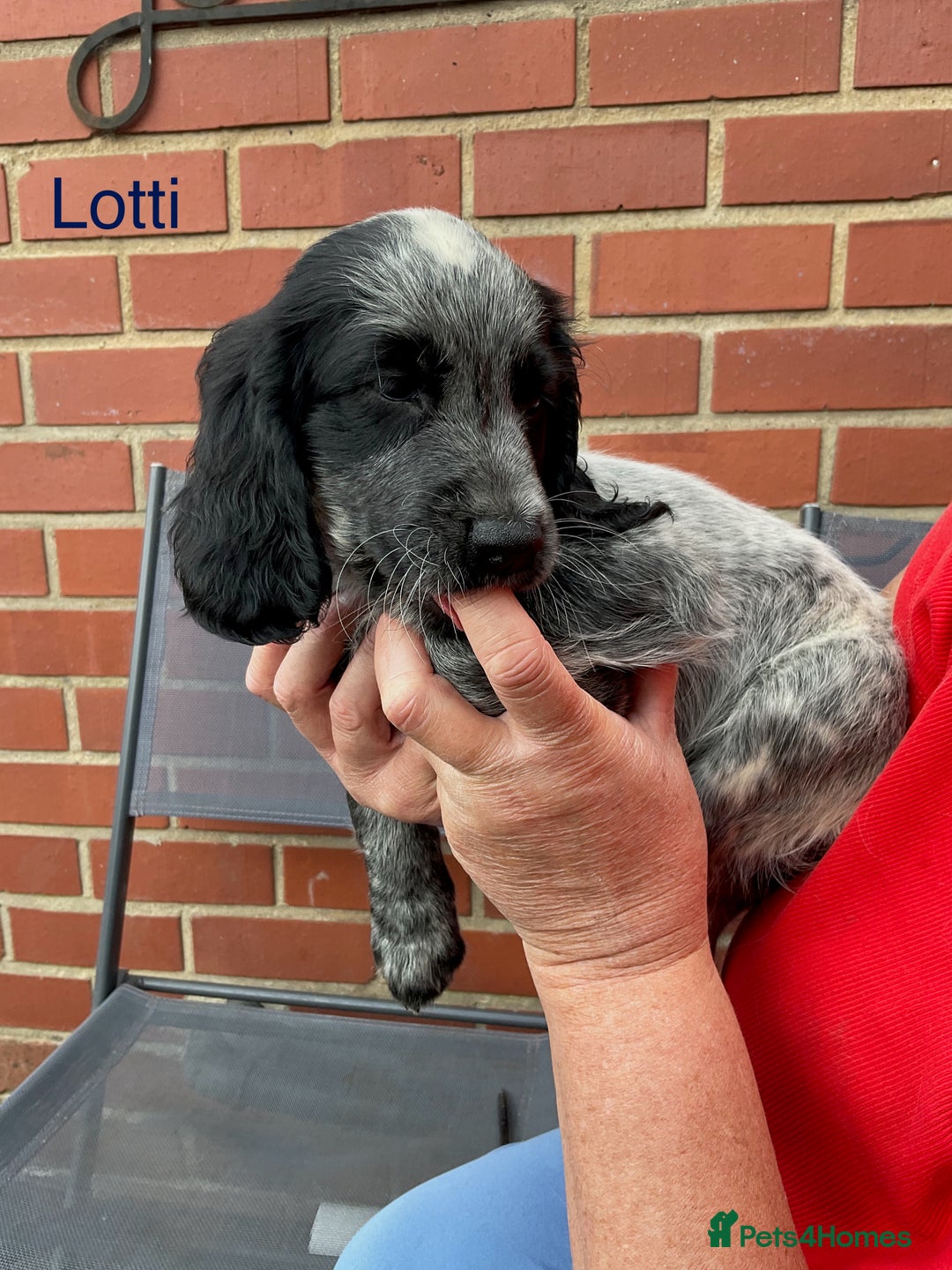Sprocker dogs for sale: Sprockers 3/4 Cocker spaniel puppies for sale - Image 27